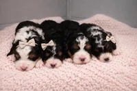 Dior - maroon collar girl , a female Miniature Bernedoodle for sale in Medway, MA – Photo 6 of 7