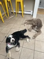 Molly, a female Miniature Bernedoodle for sale in Medway, MA – 7 of 8