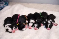 Chanel - purple collar girl , a female Miniature Bernedoodle for sale in Medway, MA – Photo 2 of 9