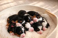 Chanel - purple collar girl , a female Miniature Bernedoodle for sale in Medway, MA – Photo 6 of 9