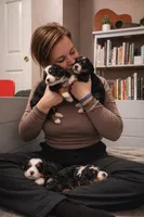 Chanel - purple collar girl , a female Miniature Bernedoodle for sale in Medway, MA – Photo 7 of 9