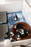 Chanel - purple collar girl , a female Miniature Bernedoodle for sale in Medway, MA – Photo 3 of 9