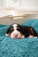 Valentino - yellow collar boy, a male Miniature Bernedoodle for sale in Medway, MA – Photo 5 of 10