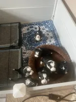 Valentino - yellow collar boy, a male Miniature Bernedoodle for sale in Medway, MA – Photo 4 of 10