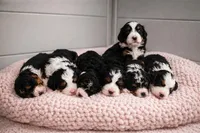 Valentino - yellow collar boy, a male Miniature Bernedoodle for sale in Medway, MA – Photo 10 of 10