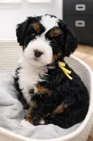 Valentino - yellow collar boy, a male Miniature Bernedoodle for sale in Medway, MA – Photo 2 of 10