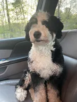 Molly, a female Miniature Bernedoodle for sale in Medway, MA – 1 of 8