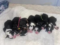 Molly, a female Miniature Bernedoodle for sale in Medway, MA – 4 of 8