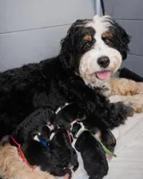Molly, a female Miniature Bernedoodle for sale in Medway, MA – 2 of 8