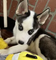MayaAKC, a female Siberian Husky for sale in Franklinville, NJ – Photo 1 of 7