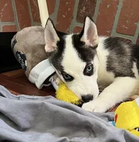MayaAKC, a female Siberian Husky for sale in Franklinville, NJ – Photo 2 of 7