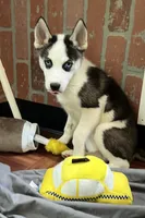 MayaAKC, a female Siberian Husky for sale in Franklinville, NJ – Photo 5 of 7