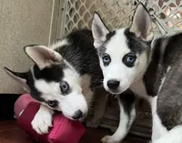 MayaAKC, a female Siberian Husky for sale in Franklinville, NJ – Photo 6 of 7