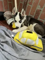 MayaAKC, a female Siberian Husky for sale in Franklinville, NJ – Photo 4 of 7