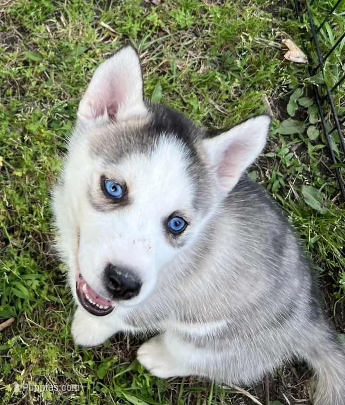 Sharry, a female Siberian Husky for sale in Franklinville, NJ – Photo 1 of 4