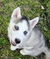 Sharry, a female Siberian Husky for sale in Franklinville, NJ – Photo 1 of 4