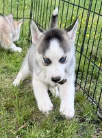 Sharry, a female Siberian Husky for sale in Franklinville, NJ – Photo 4 of 4