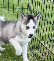 Sharry, a female Siberian Husky for sale in Franklinville, NJ – Photo 2 of 4
