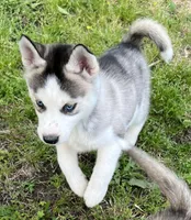 Sharry, a female Siberian Husky for sale in Franklinville, NJ – Photo 3 of 4