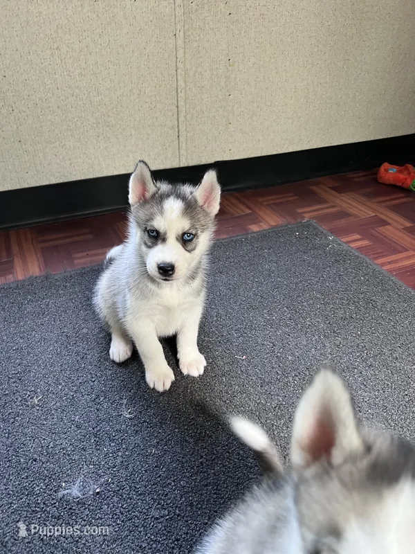 Daria  – Siberian Husky puppy for sale in Franklinville, NJ