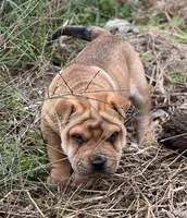 Hachi, a male Chinese Shar-Pei for sale in Franklinville, NJ – Photo 2 of 4