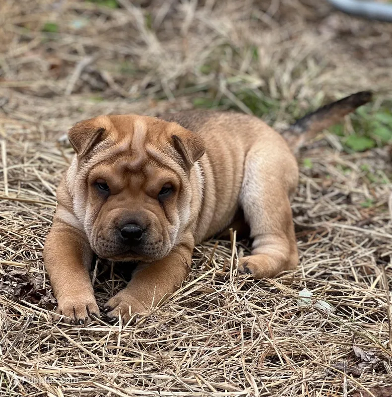 Hachi, a male Chinese Shar-Pei for sale in Franklinville, NJ – Photo 1 of 4