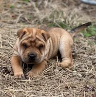 Hachi, a male Chinese Shar-Pei for sale in Franklinville, NJ – Photo 1 of 4