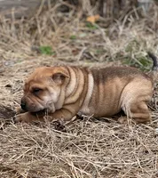 Hachi, a male Chinese Shar-Pei for sale in Franklinville, NJ – Photo 3 of 4