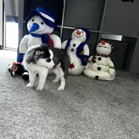 Ash, a male Siberian Husky for sale in Franklinville, NJ – Photo 7 of 7