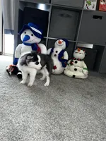 Ash, a male Siberian Husky for sale in Franklinville, NJ – Photo 7 of 7