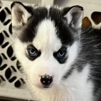 Ash, a male Siberian Husky for sale in Franklinville, NJ – Photo 1 of 7