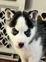 Ash, a male Siberian Husky for sale in Franklinville, NJ – Photo 1 of 7