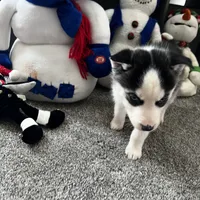 Ash, a male Siberian Husky for sale in Franklinville, NJ – Photo 5 of 7