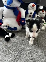 Ash, a male Siberian Husky for sale in Franklinville, NJ – Photo 5 of 7