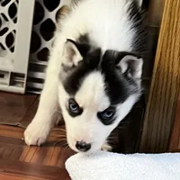 Ash, a male Siberian Husky for sale in Franklinville, NJ – Photo 3 of 7