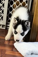 Ash, a male Siberian Husky for sale in Franklinville, NJ – Photo 3 of 7