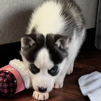 Ash, a male Siberian Husky for sale in Franklinville, NJ – Photo 2 of 7