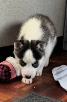 Ash, a male Siberian Husky for sale in Franklinville, NJ – Photo 2 of 7