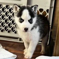 Ash, a male Siberian Husky for sale in Franklinville, NJ – Photo 4 of 7