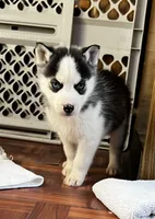 Ash, a male Siberian Husky for sale in Franklinville, NJ – Photo 4 of 7