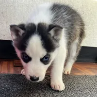 Ash, a male Siberian Husky for sale in Franklinville, NJ – Photo 6 of 7