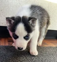 Ash, a male Siberian Husky for sale in Franklinville, NJ – Photo 6 of 7