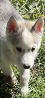 Sadie, a female Siberian Husky for sale in Franklinville, NJ – Photo 1 of 5