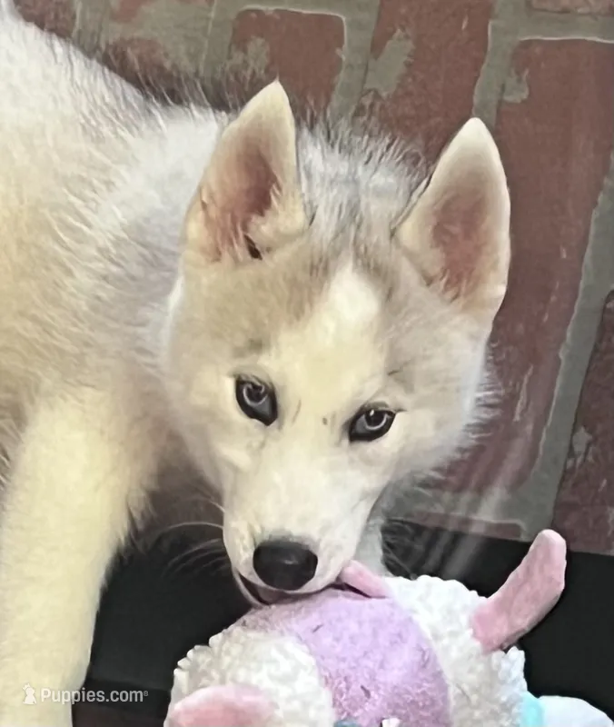 Majick – Siberian Husky puppy for sale in Franklinville, NJ