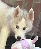 Majick, a male Siberian Husky for sale in Franklinville, NJ – 1 of 4