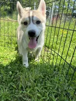 Eve, a female Siberian Husky for sale in Franklinville, NJ – Photo 4 of 5