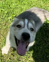 Eve, a female Siberian Husky for sale in Franklinville, NJ – Photo 2 of 5