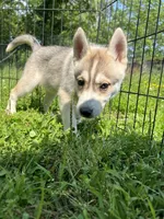 Eve, a female Siberian Husky for sale in Franklinville, NJ – Photo 5 of 5