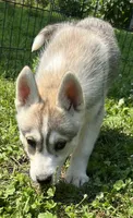 Eve, a female Siberian Husky for sale in Franklinville, NJ – Photo 1 of 5