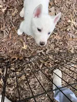 Faye, a female Siberian Husky for sale in Franklinville, NJ – Photo 7 of 8